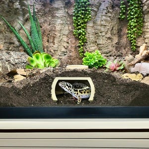 Puede incluir: Un gecko leopardo en un terrario. El gecko es principalmente amarillo con manchas negras. El terrario tiene un fondo de madera, tierra y plantas verdes. Un peque&ntilde;o escondite de color claro est&aacute; en primer plano.