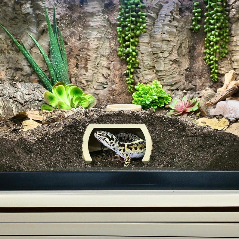 Puede incluir: Un gecko leopardo en un terrario. El gecko es principalmente amarillo con manchas negras. El terrario tiene un fondo de madera, tierra y plantas verdes. Un peque&ntilde;o escondite de color claro est&aacute; en primer plano.