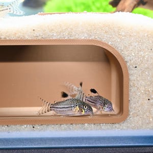 May include: Three small fish with black and grey striped patterns and black fins are visible inside a brown rectangular enclosure. The fish have yellow accents around their eyes. The enclosure is set in a tank with sand and a green background.