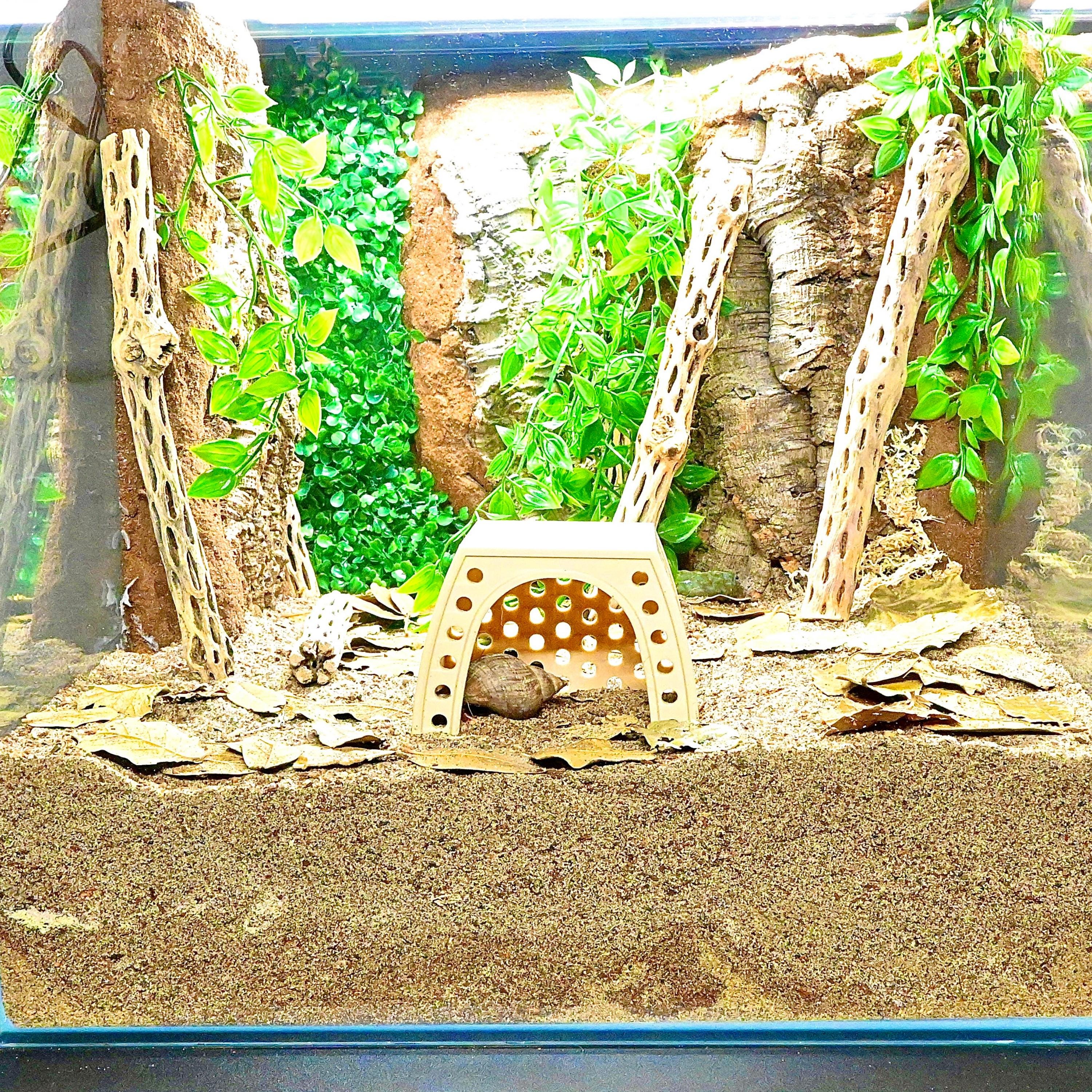 Hermit Crab Climbing Hide – Cave Shelter - Etsy