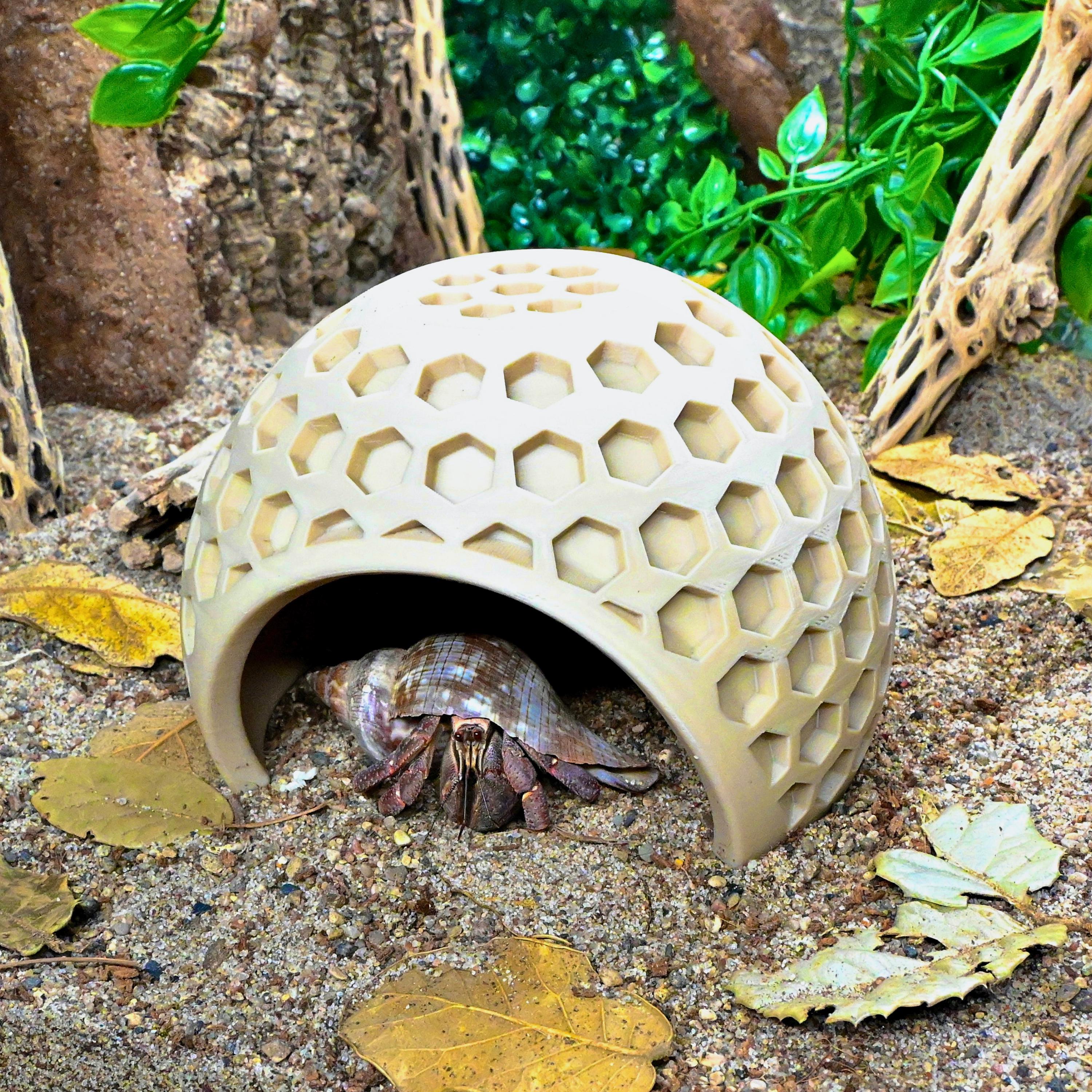 Hermit Crab Coconut Hide – Climbing Dome Cave - Etsy