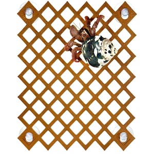 Hermit Crab Climbing Wall, Hermit Crab Climbing Ladder, Hermit Crab Ornament, Hermit Crab Toys