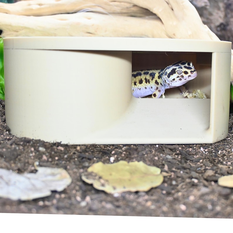 May include: A beige reptile hideout with a gecko inside. The gecko has a spotted pattern in yellow, black, and white. The hideout is rectangular with an opening on one side. The background is a mix of dirt and leaves.