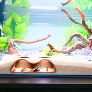 Op de afbeelding: Een aquariumsc&egrave;ne met een koperkleurige grotstructuur op een zandige ondergrond. Verschillende kleine vissen met donkere strepen en vlekken zijn zichtbaar in de grot. De tank is versierd met drijfhout, groene planten en rotsen.