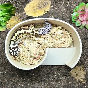 May include: A leopard gecko rests in a beige, circular reptile habitat filled with sphagnum moss. The gecko has a yellow body with black spots and a black and white striped tail. The habitat is surrounded by greenery and leaves.