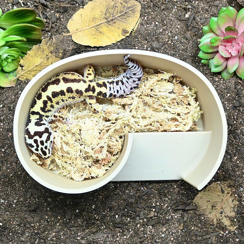 May include: A leopard gecko rests in a beige, circular reptile habitat filled with sphagnum moss. The gecko has a yellow body with black spots and a black and white striped tail. The habitat is surrounded by greenery and leaves.