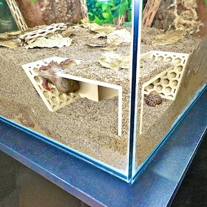 May include: A glass terrarium with a sand substrate, housing hermit crabs. The habitat includes white, geometric structures with honeycomb cutouts, providing shelter. Dried leaves and driftwood add natural elements to the enclosure. The tank sits on a blue-grey surface.