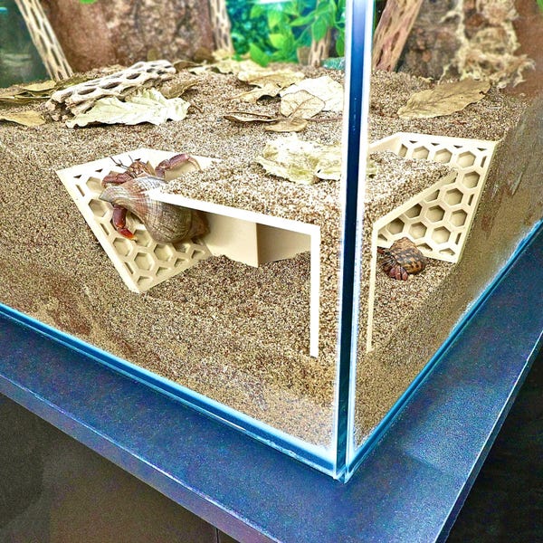 Túnel de escalada de la esquina del cangrejo ermitaño: escondite subterráneo y cueva de enriquecimiento.