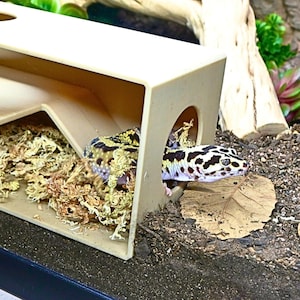 May include: A leopard gecko is seen in a beige hideaway house within a terrarium. The gecko has a black, white, and yellow spotted pattern. The terrarium contains dried moss and a dried leaf.