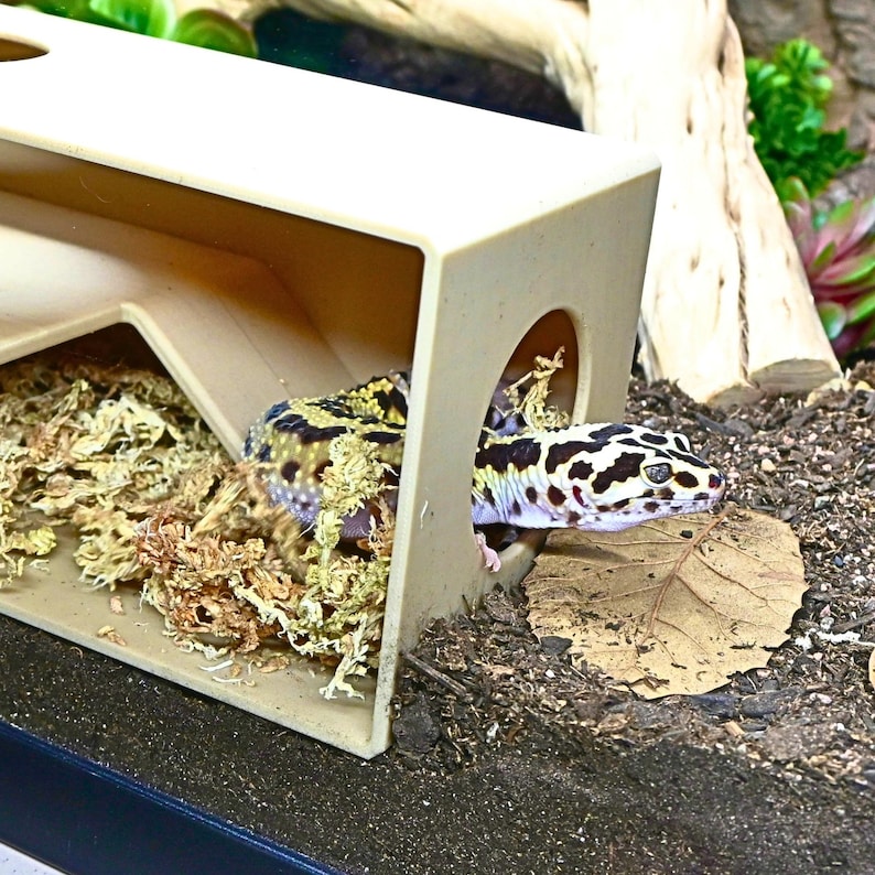 May include: A leopard gecko is seen in a beige hideaway house within a terrarium. The gecko has a black, white, and yellow spotted pattern. The terrarium contains dried moss and a dried leaf.