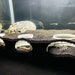 see more listings in the Aquarium Caves section