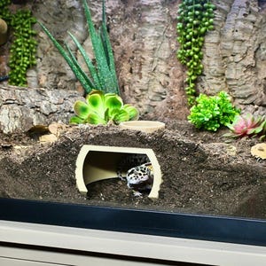 Puede incluir: Un gecko leopardo asoma desde un escondite beige en un terrario. El recinto presenta un fondo de corteza texturizada, plantas artificiales y un peque&ntilde;o cuenco de agua. El gecko tiene un patr&oacute;n moteado.