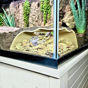 May include: A leopard gecko in a terrarium. The gecko has a spotted pattern in yellow and black. The terrarium includes a hide, moss, and plants. The enclosure is on a white cabinet.