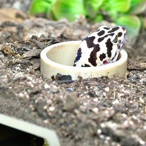 Puede incluir: Un gecko leopardo con un patr&oacute;n de manchas blancas y negras asoma por un tubo de cer&aacute;mica beige. La cabeza del reptil es visible, con su ojo y boca abierta. El gecko est&aacute; rodeado de un sustrato de tierra y peque&ntilde;as rocas.
