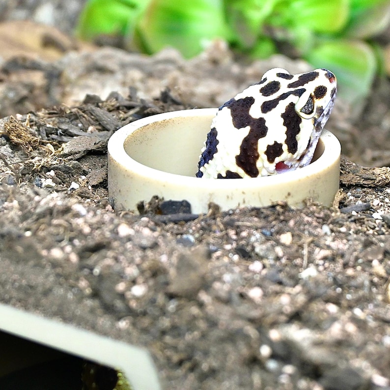 Puede incluir: Un gecko leopardo con un patr&oacute;n de manchas blancas y negras asoma por un tubo de cer&aacute;mica beige. La cabeza del reptil es visible, con su ojo y boca abierta. El gecko est&aacute; rodeado de un sustrato de tierra y peque&ntilde;as rocas.