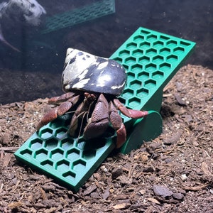 Hermit Crab Seesaw, Hermit Crab Climbing Seesaw, Hermit Crab Ornament, Hermit Crab Toys, Hermit Crab Tank Decoration