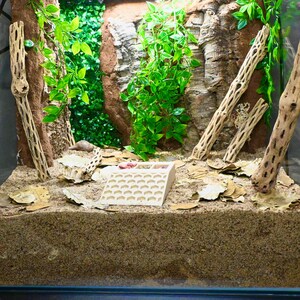 May include: A terrarium setup with a sand substrate, artificial plants, and decorative wood pieces. A white, angled, slotted structure sits in the foreground. The background features a textured, brown wall and more greenery.