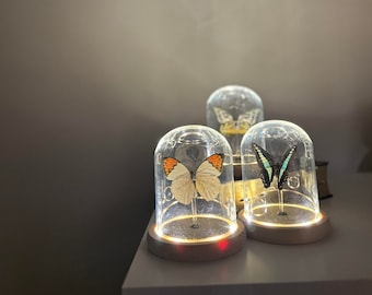 Handmade BUTTERFLY Light Display, LED Light Wood Base, Preserved Butterfly, Butterfly Display for Butterfly Lovers, Great Gift For Her