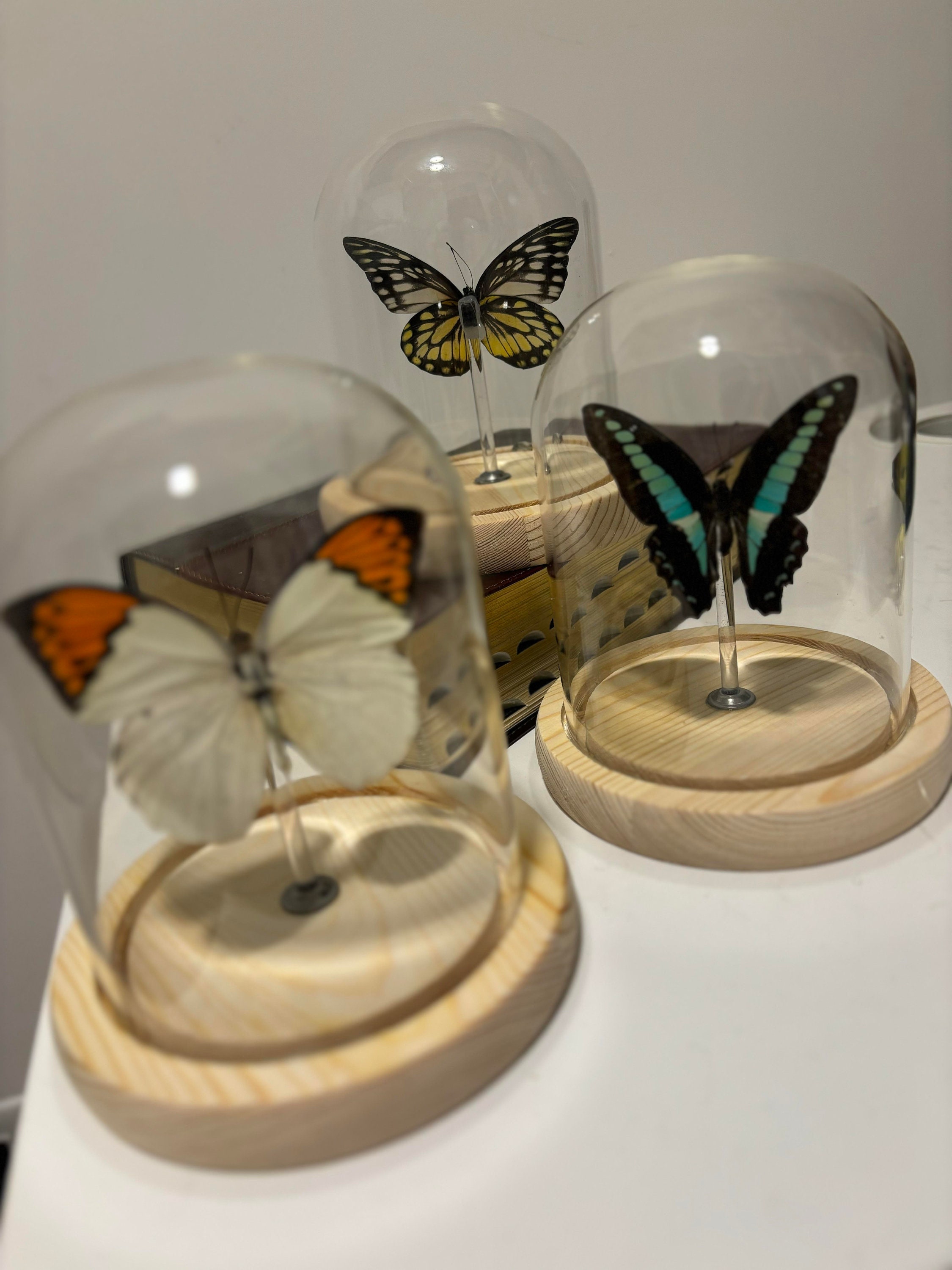 Handmade BUTTERFLY Light Display, LED Light Wood Base, Preserved ...