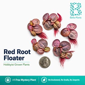 May include: Five clusters of Red Root Floater aquatic plants with round, reddish-purple leaves and vibrant red roots. A US quarter coin is placed in the center for scale. Text includes 'Red Root Floater', 'Hobbyist Grown Plants', and '+1 Free Mystery Plant'.