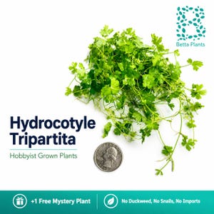 May include: A cluster of bright green Hydrocotyle Tripartita aquatic plants with small, lobed leaves and thin stems, positioned next to a US quarter coin for scale. Text includes Betta Plants, Hydrocotyle Tripartita, Hobbyist Grown Plants.