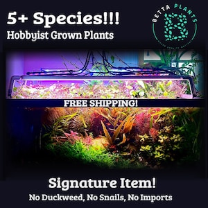 May include: A planted aquarium tank with a variety of green plants, including a red plant in the center. The tank has a black frame and a black background. The text "FREE SHIPPING!" is visible on the tank. The text "5+ Species!!! Hobbyist Grown Plants" is visible at the top of the image. The text "Signature Item! No Duckweed, No Snails, No Imports" is visible at the bottom of the image.