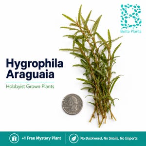 May include: A bunch of green Hygrophila Araguaia aquatic plants next to a US quarter coin for scale. The text reads Hygrophila Araguaia, Hobbyist Grown Plants, Betta Plants, +1 Free Mystery Plant, and No Duckweed, No Snails, No Imports.