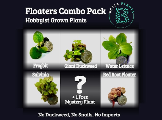 Floating Plants Combo Pack (Red Root Floater, Water Lettuce, Amazon