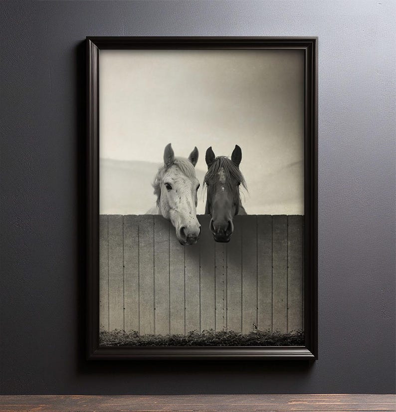 Pu&ograve; includere: Fotografia in bianco e nero di due cavalli che guardano oltre una recinzione di legno. Il cavallo a sinistra &egrave; bianco e il cavallo a destra &egrave; nero.