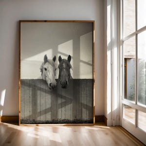 Pu&ograve; includere: Una fotografia in bianco e nero di due cavalli che guardano oltre una recinzione di legno. I cavalli sono rivolti verso la fotocamera con la testa leggermente inclinata. Lo sfondo &egrave; un muro grigio chiaro con ombre.