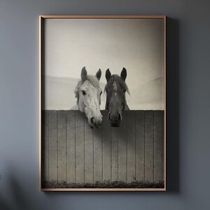 Pu&ograve; includere: Fotografia in bianco e nero di due cavalli che guardano oltre una recinzione di legno. I cavalli sono rivolti verso la fotocamera e hanno la testa leggermente inclinata di lato.