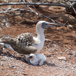 Blue footed booby and baby