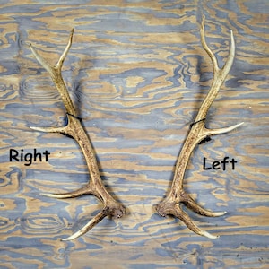 Metal Elk Shed Antler Wall Mount Display