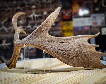 JUMBO Invisible Shed Antler STAND - Antler is not for sale