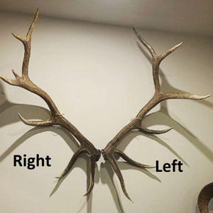 Acrylic Invisible Elk Shed Antler Wall Mount Display