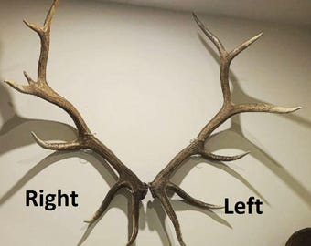 Acrylic Invisible Elk Shed Antler Wall Mount Display