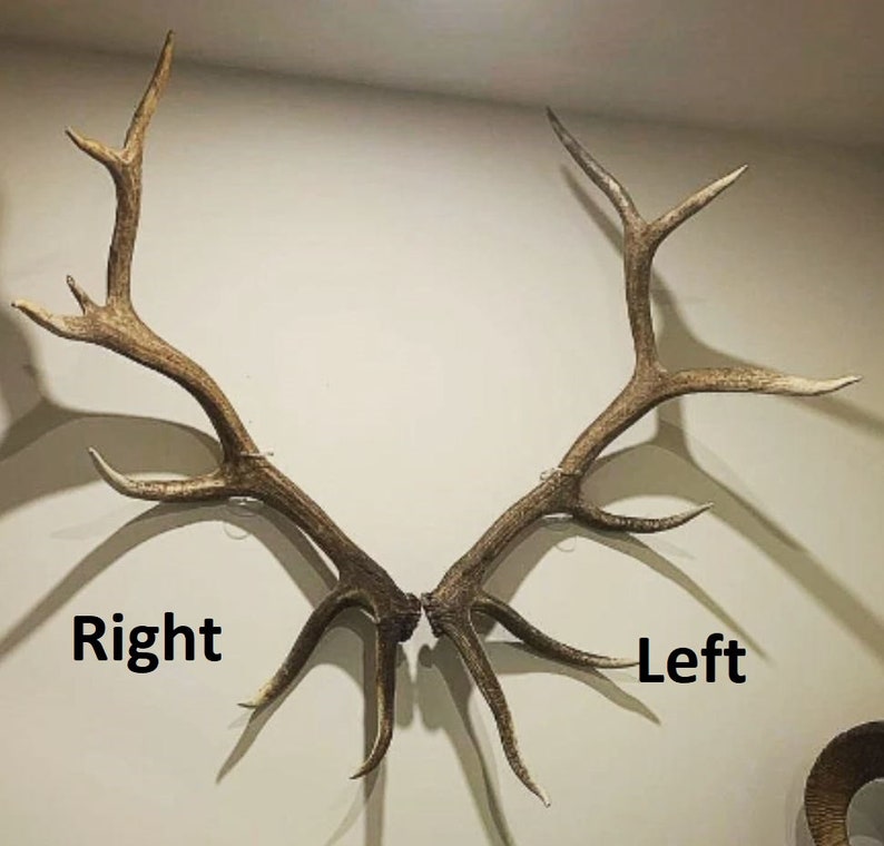 Invisible Elk Shed Wall Mount image 7