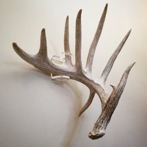 May include: A set of white antlers mounted on a wall with clear acrylic antler mounts.