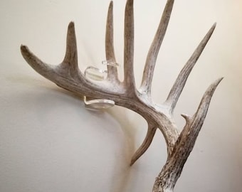 Acrylic Standard Size Invisible Shed Antler Wall Mount Display