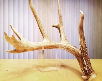 Medium Standard Size Invisible Shed Antler Stands. Antler not included.