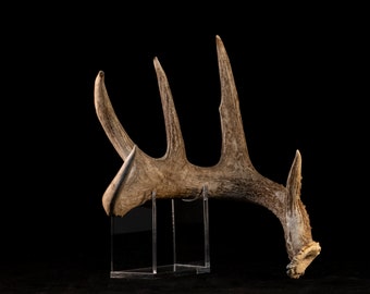 Smaller size INVISIBLE SHED STAND (Coues deer)