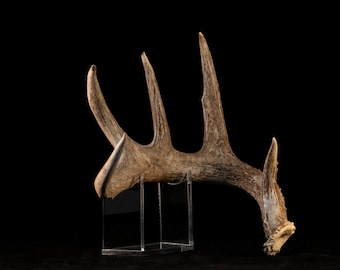 Smaller size Invisible Shed Antler Stand (Coues deer) Display. Antler not included