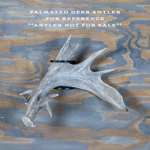 Metal Shed Antler Mega Wall Mount Display