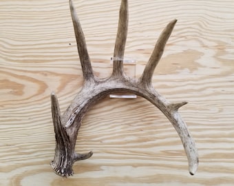 Invisible Shed Antler Mega Wall Mount