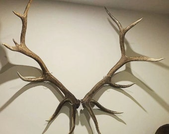 Invisible Elk Shed Wall Mount