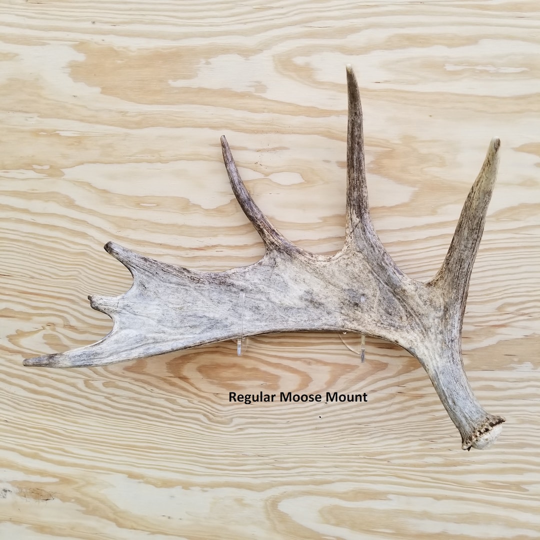 Acrylic Invisible Moose Paddle Wall Mount Display - Etsy