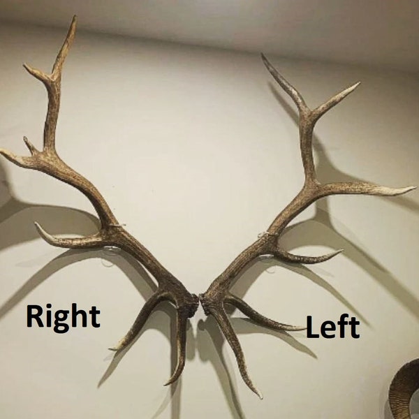 Invisible Elk Shed Wall Mount