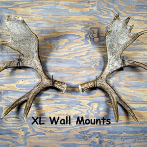 May include: Two large, weathered antler wall mounts. The antlers are a mix of brown and grey, with multiple tines and a textured surface. The text "XL Wall Mounts" is displayed below the antlers.