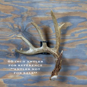 Metal Shed Antler Wall Mount Display