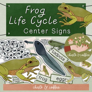 May include: A set of colorful frog life cycle learning cards with illustrations of eggs, tadpoles, a frog with legs, and a frog. The cards have the words "eggs", "tadpole", "pole legs", and "frog" written on them. The cards are labeled "chalk & coffee".